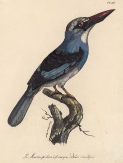 Зимородок сероголовый (лист из альбома литографий "Галерея птиц... королевского сада", изданного в Париже в 1825 году)