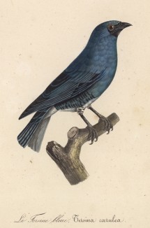 Ласточковая танагра (Tersina coerula (лат.)) (лист из альбома литографий "Галерея птиц... королевского сада", изданного в Париже в 1822 году)