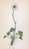 Лютик Тронфельнера (Ranunculus Traunfellneri (лат.)) (лист 16 известной работы Йозефа Карла Вебера "Растения Альп", изданной в Мюнхене в 1872 году)