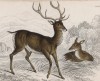 Благородный олень (Cervus Elaphus (лат.)) (лист 33 тома VII "Библиотеки натуралиста" Вильяма Жардина, изданного в Эдинбурге в 1838 году)