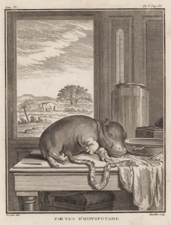 Новорождённый гиппопотам (лист V иллюстраций к пятому тому знаменитой "Естественной истории" графа де Бюффона, изданному в Париже в 1755 году)