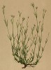 Асперула длинноцветковая (Asperula longiflora (лат.)) (из Atlas der Alpenflora. Дрезден. 1897 год. Том V. Лист 404)