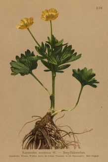 Лютик горный (Ranunculus montanus (лат.)) (из Atlas der Alpenflora. Дрезден. 1897 год. Том II. Лист 138)