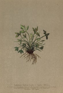 Костенец из папоротников семейства костенцовых (из Atlas der Alpenflora. Дрезден. 1897 год. Том I. Лист 7)