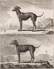 Турецкие собачки (лист XVIII иллюстраций ко второму тому знаменитой "Естественной истории" графа де Бюффона, изданному в Париже в 1749 году)