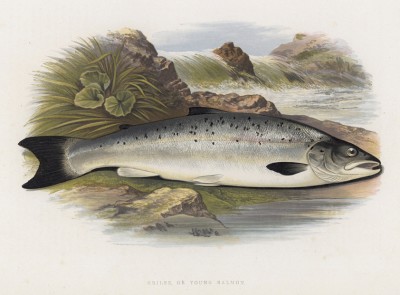 Молодой лосось (иллюстрация к "Пресноводным рыбам Британии" -- одной из красивейших работ 70-х гг. XIX века, выполненных в технике хромолитографии)