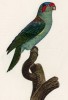 Краснолобый прыгающий попугай (лист 48 иллюстраций к первому тому Histoire naturelle des perroquets Франсуа Левальяна. Изображения попугаев из этой работы считаются одними из красивейших в истории. Париж. 1801 год)