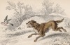 Английский спрингер-спаниель (Springer dog (англ.)) (лист 16 тома V "Библиотеки натуралиста" Вильяма Жардина, изданного в Эдинбурге в 1840 году)