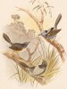 1.Изящный расписной малюр, Malurus hypoleucus. 2.Бирюзовый расписной малюр, Malurus callainus. 3.Белокрылый малюр, Malurus leuconotus (лат.). G.J.Broinowski. The Birds of Australia... Т.V, л.XXII. Мельбурн, 1891