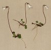 Сольданелла малая (Soldanella minima (лат.)) (из Atlas der Alpenflora. Дрезден. 1897 год. Том IV. Лист 327)