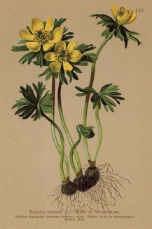 Эрантис зимний, или весенник, a у немцев -- Winterblume -- "зимник" (Eranthis hyemalis(лат.)) (из Atlas der Alpenflora. Дрезден. 1897 год. Том II. Лист 118)