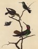Три колибри (из Table des Planches Enluminées d'Histoire Naturelle de M. D'Aubenton (фр.). Утрехт. 1783 год (лист 276))