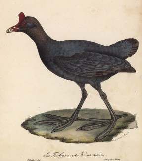 Лысуха хохлатая (лист из альбома литографий "Галерея птиц... королевского сада", изданного в Париже в 1825 году)