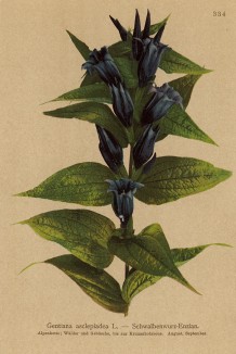 Горечавка ластовневая (Gentiana asclepiadea (лат.)) (из Atlas der Alpenflora. Дрезден. 1897 год. Том IV. Лист 334)
