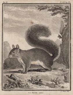 Серая белочка (лист LIII иллюстраций к третьему тому знаменитой "Естественной истории" графа де Бюффона, изданному в Париже в 1750 году)