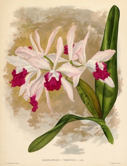Орхидея LAELIOCATTLEYA x WARGNIANA (лат.) (лист DXXXV Lindenia Iconographie des Orchidées - обширнейшей в истории иконографии орхидей. Брюссель, 1896)