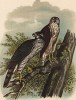 Ястреб-тетеревятник в зрелом возрасте (слева) и птенец в 1/3 натуральной величины (лист V красивой работы Оскара фон Ризенталя "Хищные птицы Германии...", изданной в Касселе в 1894 году)