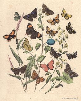 Бабочки-голубянки: червонцы и зефиры, а также бабочки семейства толстоголовок. "Книга бабочек" Фридриха Берге, Штутгарт, 1870. 