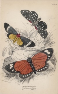 Ночные бабочки 1. Hypercampa Sybaris 2. Callimorpha Helcita 3. Callimorpha Phileta (лат.) (лист 23 XXXVII тома "Библиотеки натуралиста" Вильяма Жардина, изданного в Эдинбурге в 1843 году)