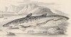 Черноротая кошачья акула (Squalidae melanostomum (лат.)) (лист 23 XXXIII тома "Библиотеки натуралиста" Вильяма Жардина, изданного в Эдинбурге в 1843 году)