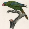Попугайчик с разноцветными крыльями (лист 60 иллюстраций к первому тому Histoire naturelle des perroquets Франсуа Левальяна. Изображения попугаев из этой работы считаются одними из красивейших в истории. Париж. 1801 год)