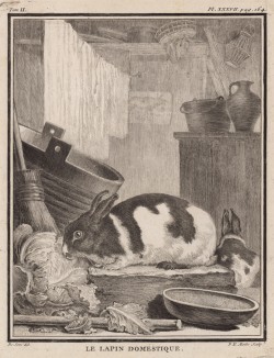 Домашний кролик (лист XXXVII иллюстраций ко второму тому знаменитой "Естественной истории" графа де Бюффона, изданному в Париже в 1749 году)