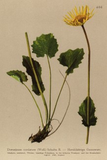 Дороникум восточный, или серцевидный, или кавказский (Doronicum cordatum (лат.)) (из Atlas der Alpenflora. Дрезден. 1897 год. Том V. Лист 466)