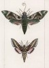 Бабочки рода Deilephila Neru (1) и Deilephila Lineata (2) (лат.) (лист 42)