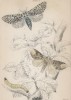 Гигантская леопардовая моль и гусеница; лунка серебристая (1. Wood Leopard Moth 2. Caterpillar of Do. 3. Buff Tip Moth (англ.)) (лист 15 тома XL "Библиотеки натуралиста" Вильяма Жардина, изданного в Эдинбурге в 1843 году)