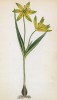 Лук гусиный Лиоттарди (Gagea Liottardi (лат.)) (лист 395 известной работы Йозефа Карла Вебера "Растения Альп", изданной в Мюнхене в 1872 году)