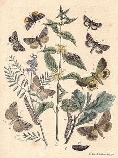 Бабочки-металловидки и совки. "Книга бабочек" Фридриха Берге, Штутгарт, 1870. 