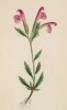 Мытник Гаккета (Pedicularis hacquetii (лат.)) (лист 312 известной работы Йозефа Карла Вебера "Растения Альп", изданной в Мюнхене в 1872 году)