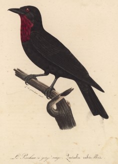 Манакиновый плодоед (Querula rubacollis (лат.)) (лист из альбома литографий "Галерея птиц... королевского сада", изданного в Париже в 1822 году)