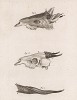 Черепа рогатых животных (лист XLI иллюстраций к двенадцатому тому знаменитой "Естественной истории" графа де Бюффона, изданному в Париже в 1764 году)