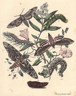 Бабочки рода сфинксов. "Книга бабочек" Фридриха Берге, Штутгарт, 1870. 