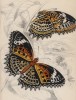 Бабочка Cethosia Cyane (лат.) (лист 14 XXXVI тома "Библиотеки натуралиста" Вильяма Жардина, изданного в Эдинбурге в 1837 году)
