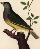 Зелёный голубь, обитающий на Филиппинах (из Table des Planches Enluminées d'Histoire Naturelle de M. D'Aubenton (фр.). Утрехт. 1783 год (лист 138))