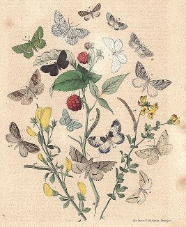 Мотыльки-пяденицы. "Книга бабочек" Фридриха Берге, Штутгарт, 1870. 
