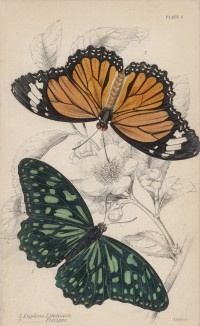 Бабочки 1. Eiuploea Limniace 2. Eiuploea Plexippe (лат.) (лист 9 XXXVI тома "Библиотеки натуралиста" Вильяма Жардина, изданного в Эдинбурге в 1837 году)