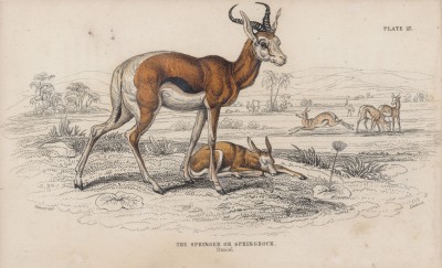 Антилопа-прыгун, или шпрингбок (Antilope euchore (лат.)) (лист 27 тома XI "Библиотеки натуралиста" Вильяма Жардина, изданного в Эдинбурге в 1843 году)