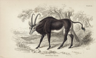Голубая антилопа (aigocerus niger (лат.)) (лист 21 тома I "Библиотеки натуралиста" Вильяма Жардина, изданного в Эдинбурге в 1842 году)