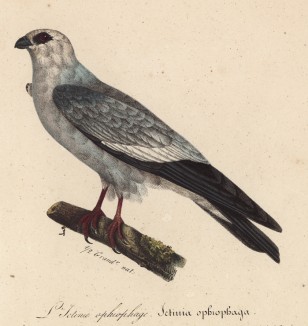 Иктиния (лист из альбома литографий "Галерея птиц... королевского сада", изданного в Париже в 1822 году)