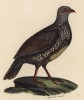 Куропатка бурая (лист из альбома литографий "Галерея птиц... королевского сада", изданного в Париже в 1825 году)