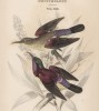 Титульный лист XVI тома "Библиотеки натуралиста" Вильяма Жардина, изданного в Эдинбурге в 1842 году и посвящённого Фрэнсису Виллоуби (на миниатюре изображены две нектарницы)