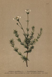Песчанка крупноцветковая (Arenaria grandiflora (лат.)) (из Atlas der Alpenflora. Дрезден. 1897 год. Том II. Лист 107)