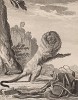 Золотистая игрунка, или золотистый львиный тамарин, он же розалия. Лист XVI иллюстраций к пятнадцатому тому знаменитой "Естественной истории" графа де Бюффона. Париж, 1767