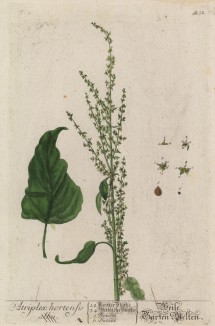 Лебеда садовая (Atriplex hortensis (лат.)) (лист 552 "Гербария" Элизабет Блеквелл, изданного в Нюрнберге в 1760 году)