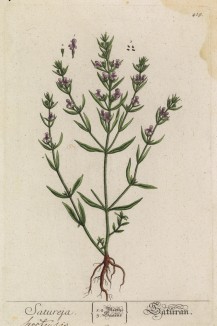 Чабер (Satureja (лат.)) — род растений семейства яснотковые (лист 419 "Гербария" Элизабет Блеквелл, изданного в Нюрнберге в 1760 году)