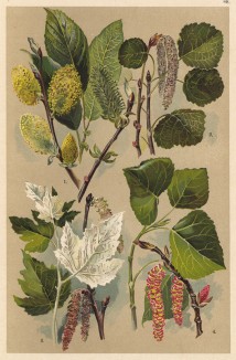 Бредина, или ива козья (Salix Caprea), осина (Populus tremula), тополь серебристый (Populus alba), тополь итальянский, или тополь пирамидальный (Populus pyramidalis)