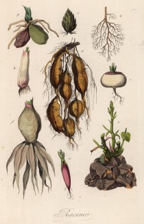 Корневища различных растений (иллюстрация к работе Ахилла Конта Musée d'histoire naturelle, изданной в Париже в 1854 году)